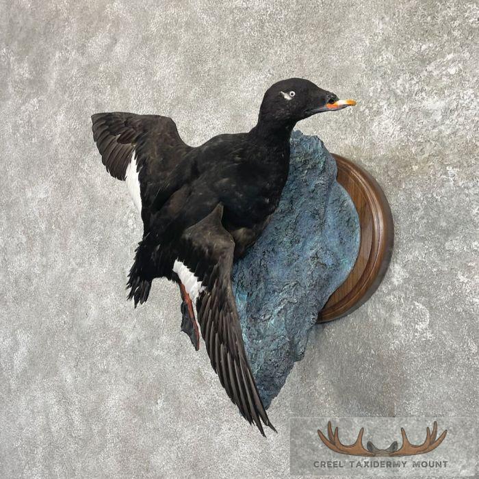 White-winged Scoter Taxidermy Bird Mount For Sale - Image 2