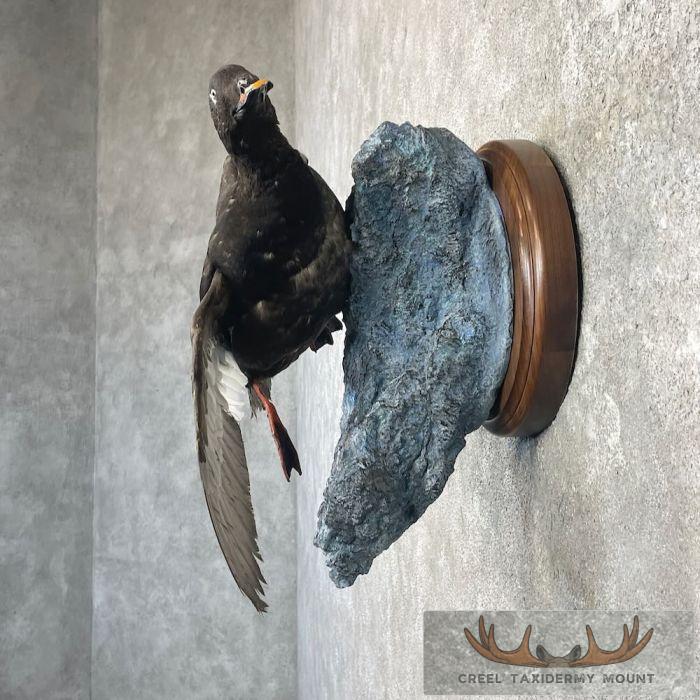 White-winged Scoter Taxidermy Bird Mount For Sale - Image 3