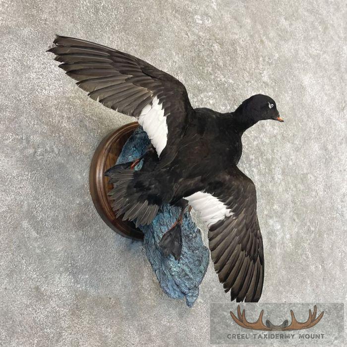 White-winged Scoter Taxidermy Bird Mount For Sale - Image 4