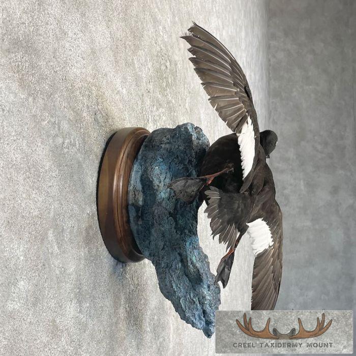 White-winged Scoter Taxidermy Bird Mount For Sale - Image 5