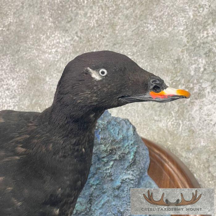 White-winged Scoter Taxidermy Bird Mount For Sale - Image 6
