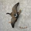 Cackling (Richardson's) Goose Taxidermy Bird Mount For Sale - Image 2