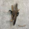 Cackling (Richardson's) Goose Taxidermy Bird Mount For Sale - Image 4
