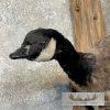 Cackling (Richardson's) Goose Taxidermy Bird Mount For Sale - Image 6