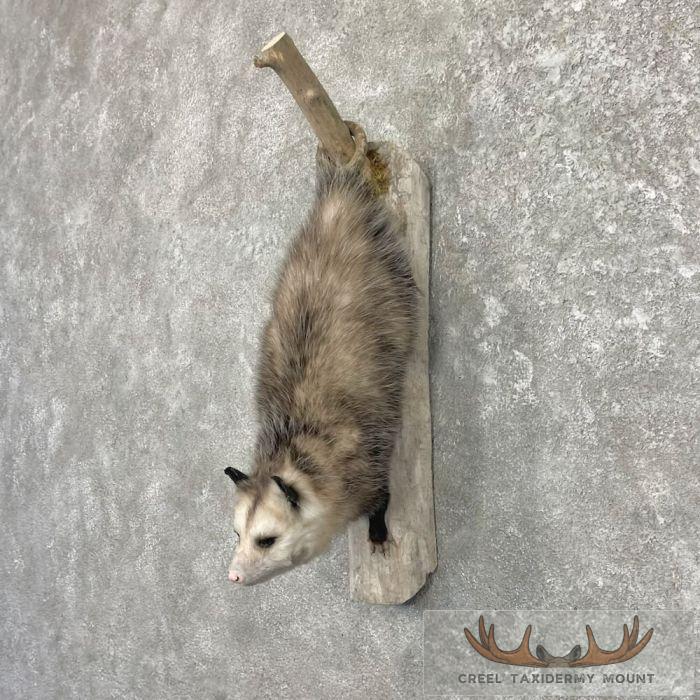 Wall-Hanging Opossum Taxidermy Mount For Sale - Image 2