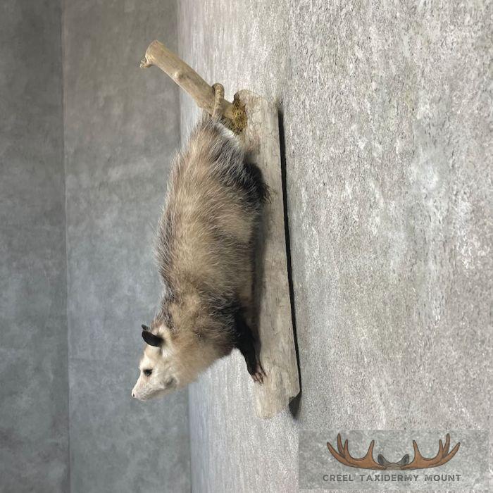 Wall-Hanging Opossum Taxidermy Mount For Sale - Image 3