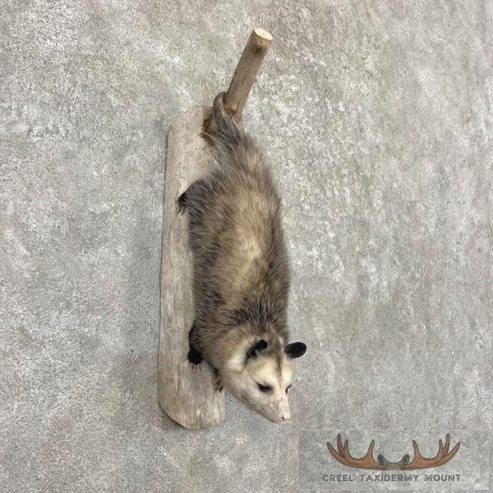 Wall-Hanging Opossum Taxidermy Mount For Sale - Image 4