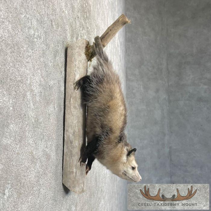 Wall-Hanging Opossum Taxidermy Mount For Sale - Image 5