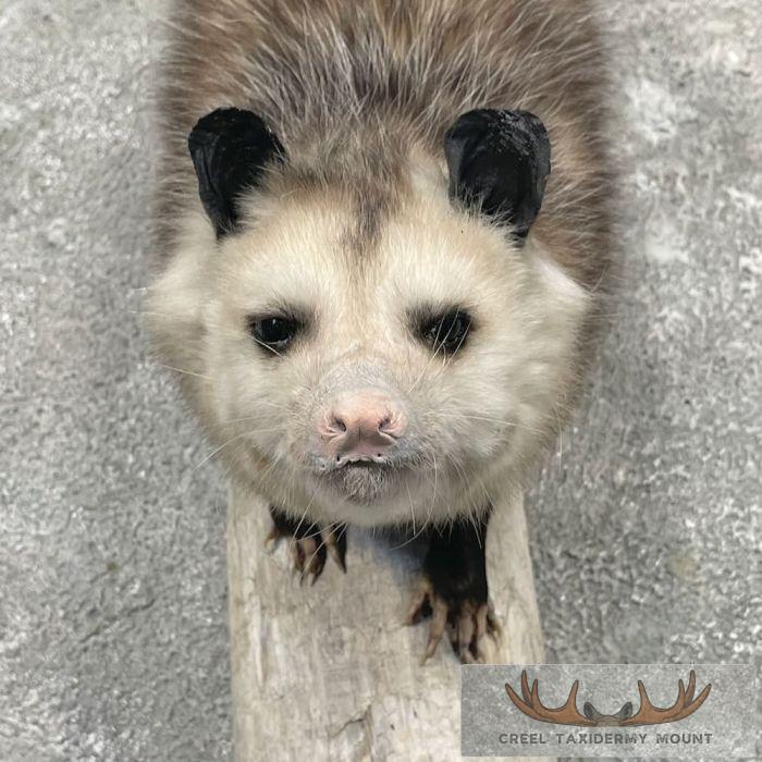 Wall-Hanging Opossum Taxidermy Mount For Sale - Image 6