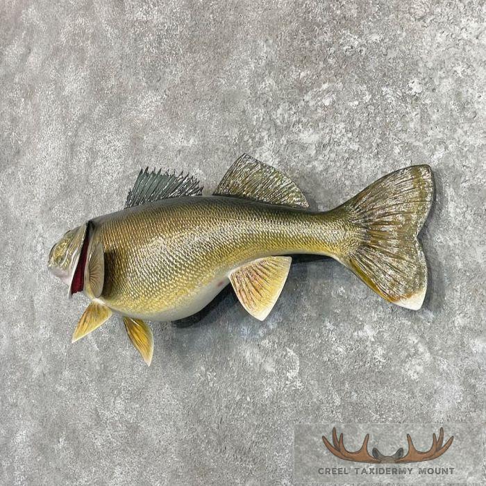 Walleye Taxidermy Fish Mount For Sale - Image 2