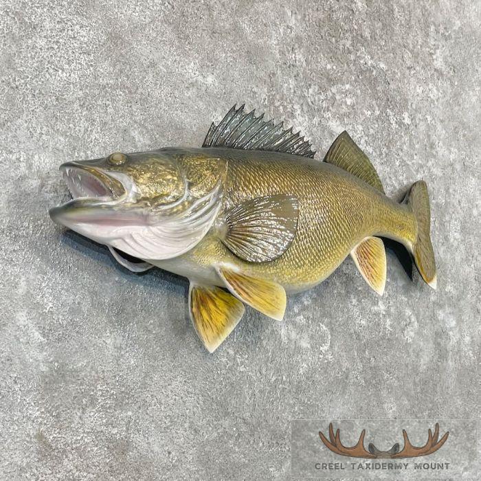 Walleye Taxidermy Fish Mount For Sale - Image 3