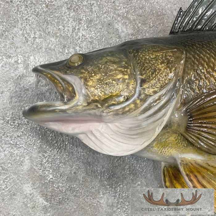 Walleye Taxidermy Fish Mount For Sale - Image 4
