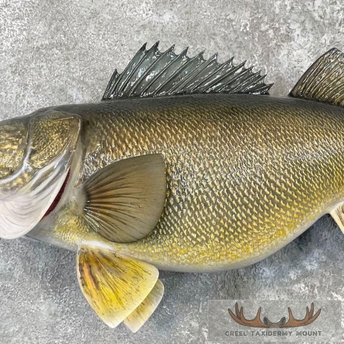 Walleye Taxidermy Fish Mount For Sale - Image 5