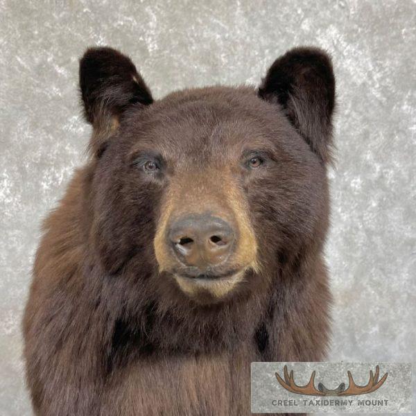 Chocolate Black Bear Life-Size Taxidermy Mount For Sale - Image 2