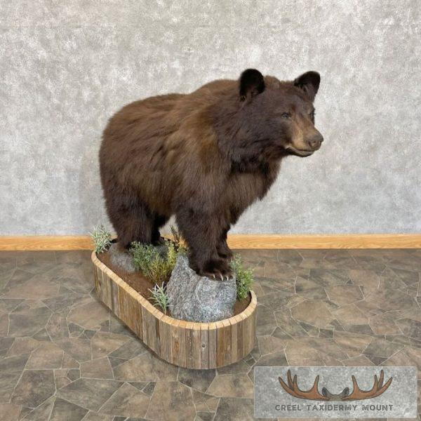 Chocolate Black Bear Life-Size Taxidermy Mount For Sale - Image 3
