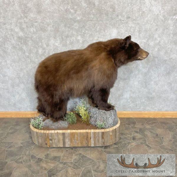 Chocolate Black Bear Life-Size Taxidermy Mount For Sale - Image 4