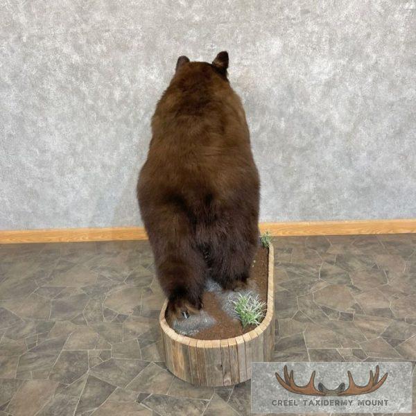 Chocolate Black Bear Life-Size Taxidermy Mount For Sale - Image 5