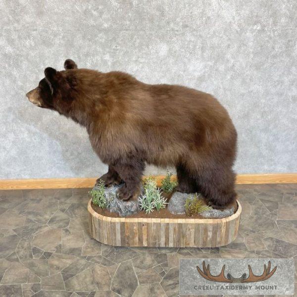 Chocolate Black Bear Life-Size Taxidermy Mount For Sale - Image 6