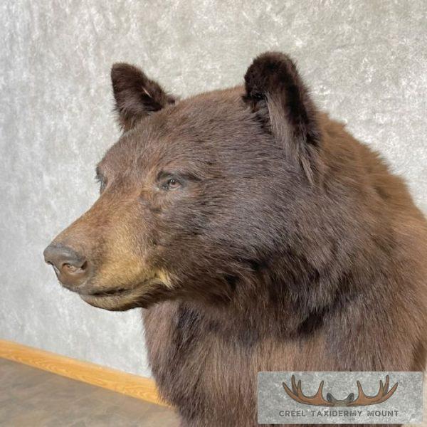 Chocolate Black Bear Life-Size Taxidermy Mount For Sale - Image 8