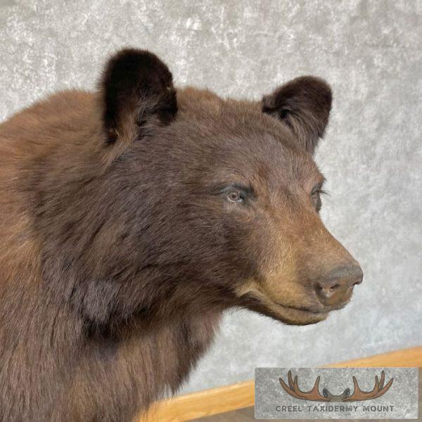Chocolate Black Bear Life-Size Taxidermy Mount For Sale - Image 9