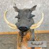 African Warthog Life-Size Taxidermy Mount For Sale - Image 10