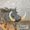 African Warthog Life-Size Taxidermy Mount For Sale - Image 11