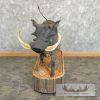 African Warthog Life-Size Taxidermy Mount For Sale - Image 2