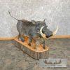 African Warthog Life-Size Taxidermy Mount For Sale - Image 3