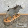 African Warthog Life-Size Taxidermy Mount For Sale - Image 4