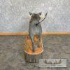 African Warthog Life-Size Taxidermy Mount For Sale - Image 5