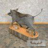 African Warthog Life-Size Taxidermy Mount For Sale - Image 6