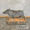 African Warthog Life-Size Taxidermy Mount For Sale - Image 7