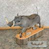 African Warthog Life-Size Taxidermy Mount For Sale - Image 8