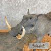 African Warthog Life-Size Taxidermy Mount For Sale - Image 9