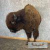 American Buffalo Taxidermy Half Life-Size Mount For Sale - Image 2