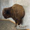 American Buffalo Taxidermy Half Life-Size Mount For Sale - Image 3