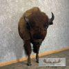 American Buffalo Taxidermy Half Life-Size Mount For Sale - Image 4