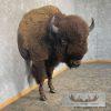 American Buffalo Taxidermy Half Life-Size Mount For Sale - Image 5