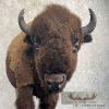 American Buffalo Taxidermy Half Life-Size Mount For Sale - Image 7