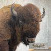 American Buffalo Taxidermy Half Life-Size Mount For Sale - Image 6
