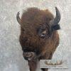 American Buffalo Taxidermy Half Life-Size Mount For Sale - Image 8