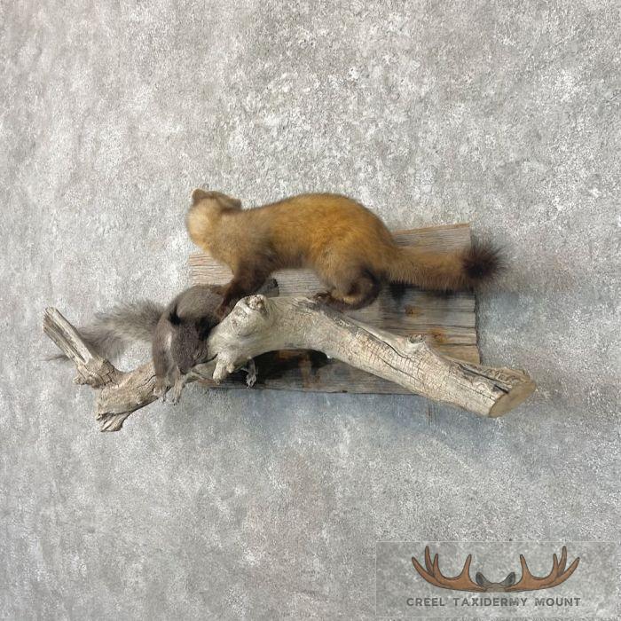 American Pine Marten Taxidermy Mount For Sale - Image 2