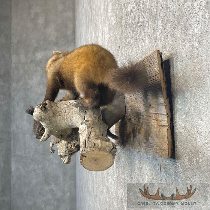 American Pine Marten Taxidermy Mount For Sale - Image 3