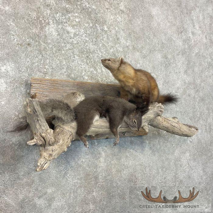 American Pine Marten Taxidermy Mount For Sale - Image 4