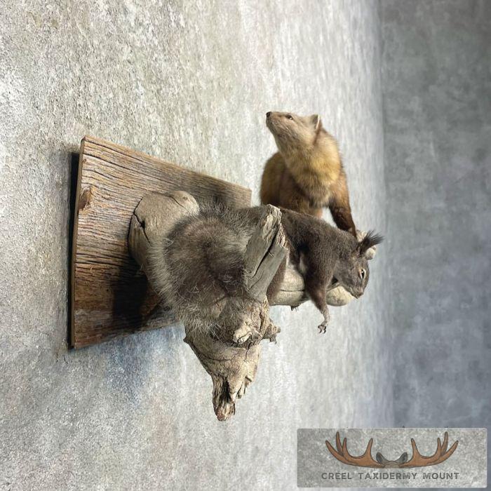 American Pine Marten Taxidermy Mount For Sale - Image 5