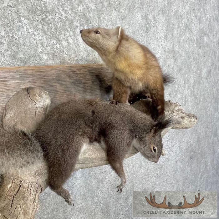 American Pine Marten Taxidermy Mount For Sale - Image 6