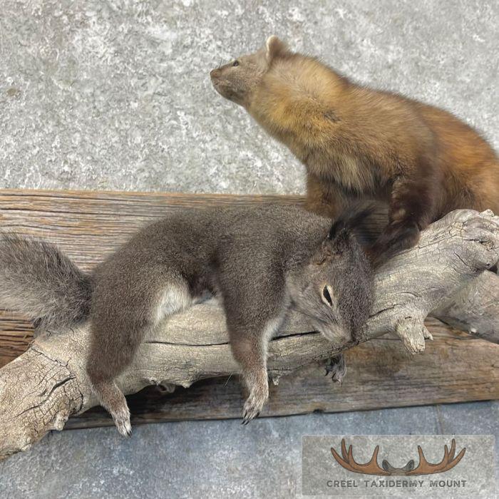 American Pine Marten Taxidermy Mount For Sale - Image 7