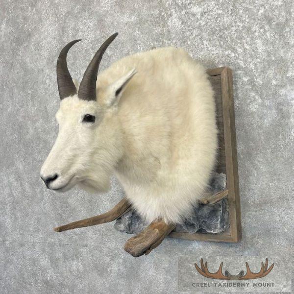Mountain Goat Taxidermy Shoulder Mount For Sale - Image 2