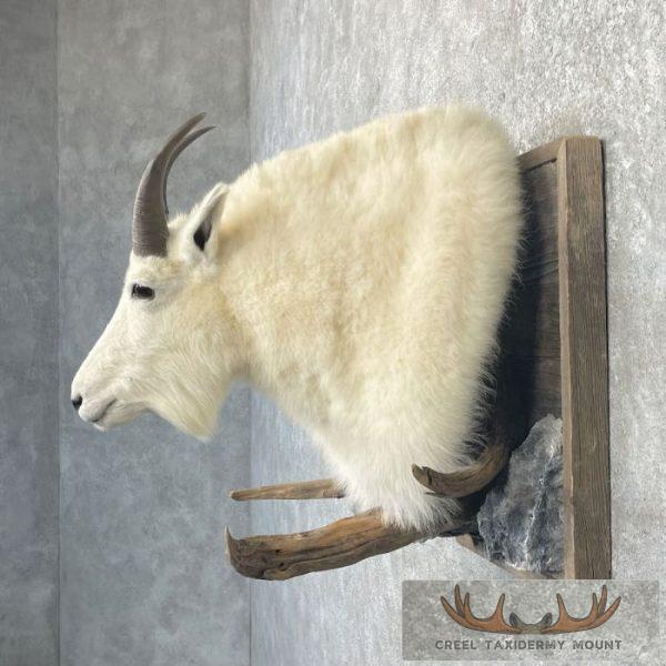 Mountain Goat Taxidermy Shoulder Mount For Sale - Image 3