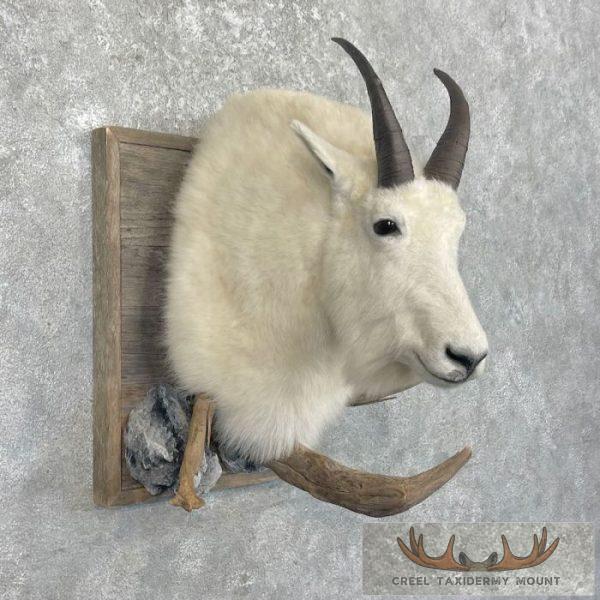 Mountain Goat Taxidermy Shoulder Mount For Sale - Image 4